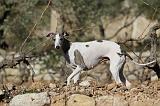WHIPPET 147